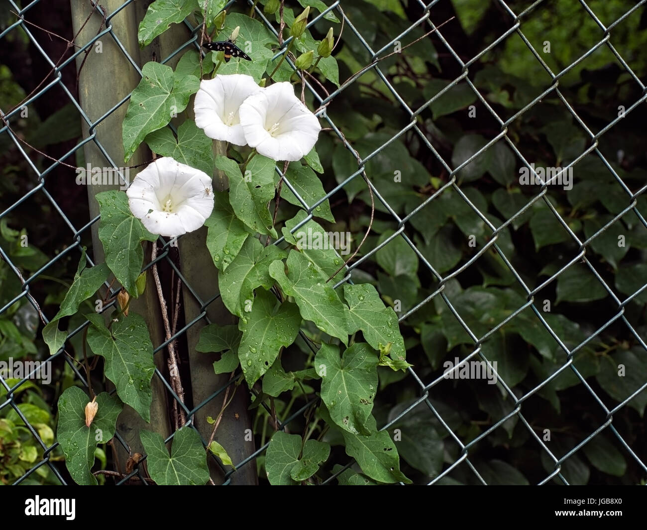 Hedge centinodia. Pianta invasiva qui crescente sulla recinzione. Con gli insetti. Calystegia sepium . Foto Stock