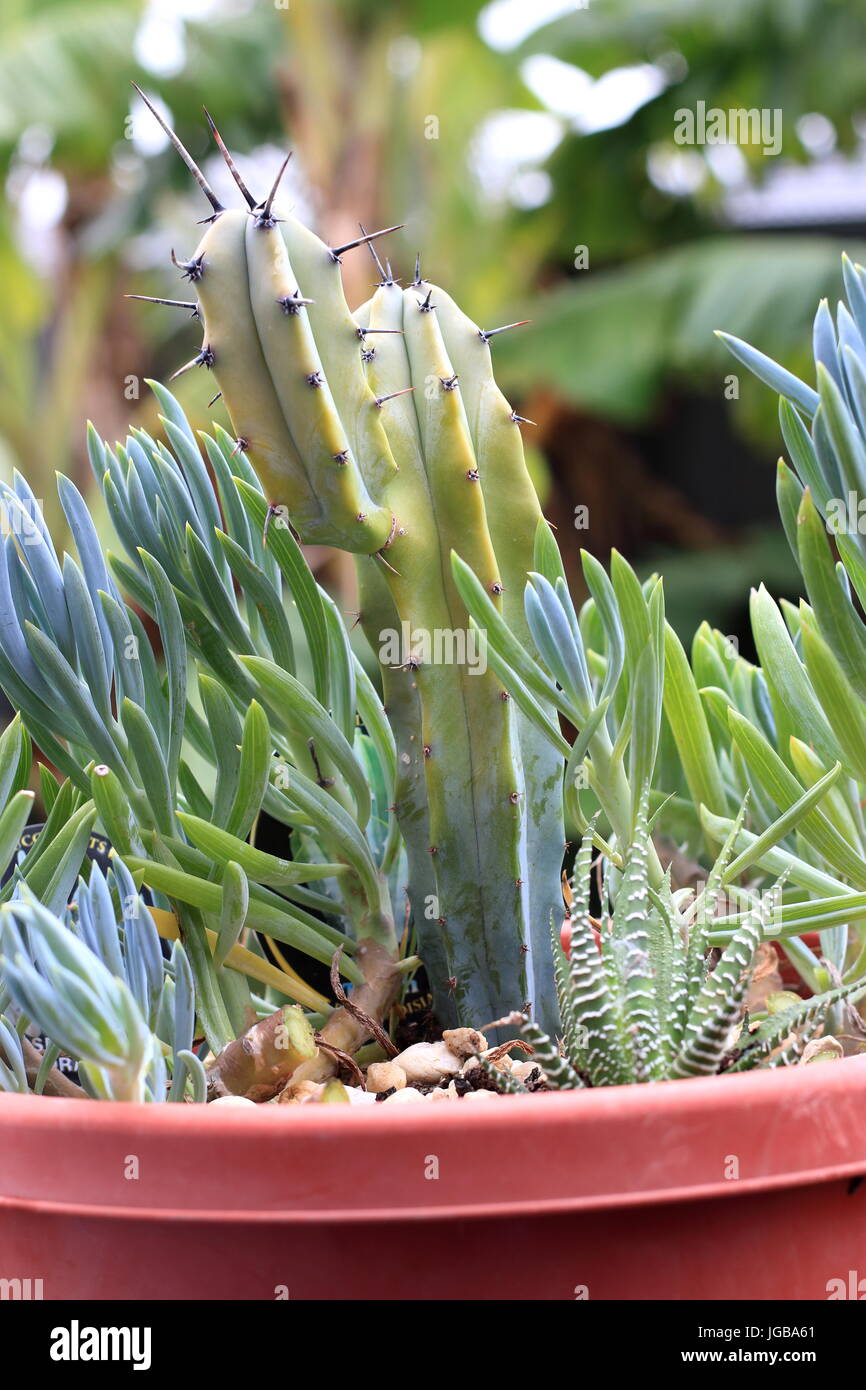 Miscelati succulente e cactus che crescono in una pentola Foto Stock