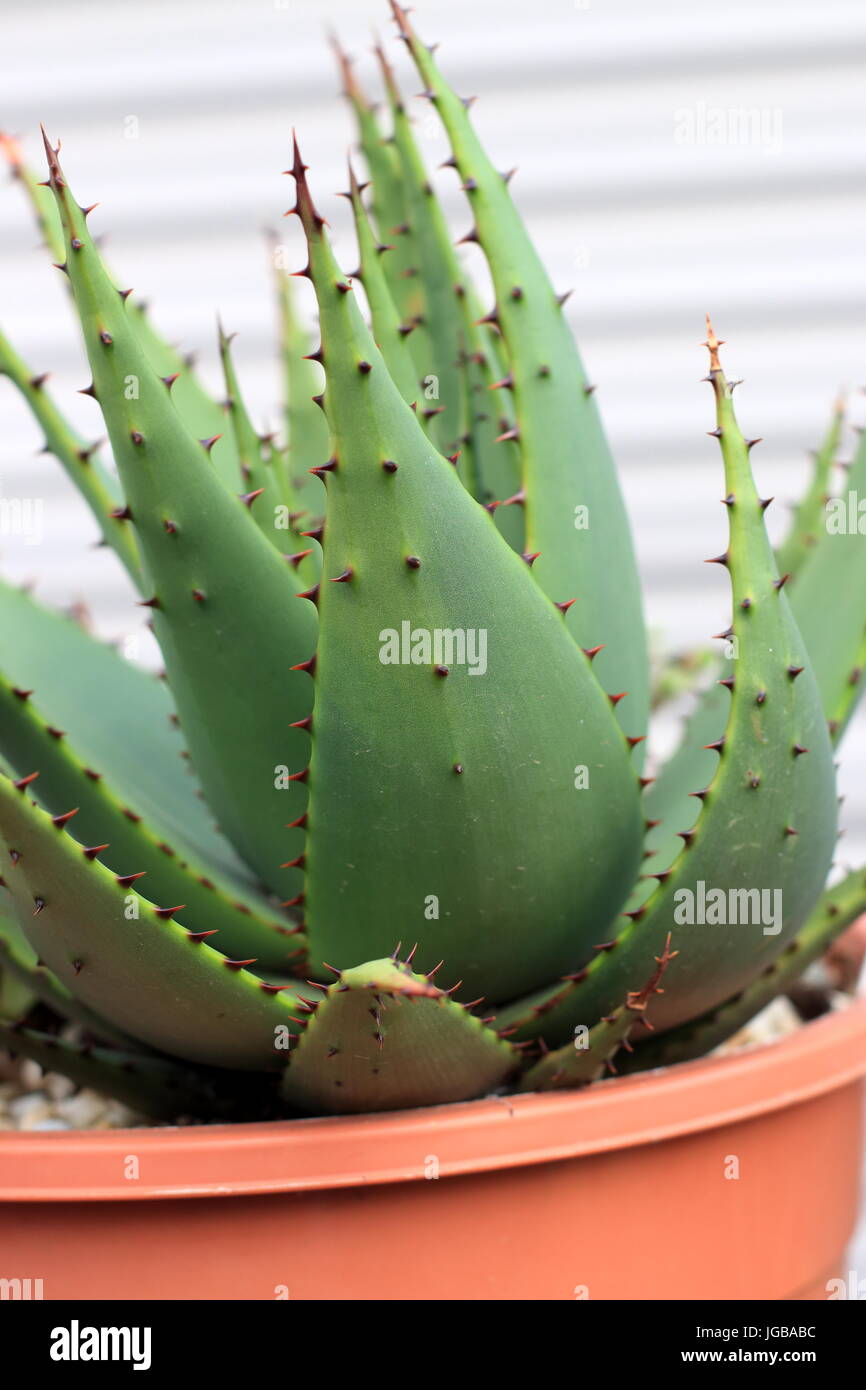 Crescente Aloe broomii o noto anche come montagna aloe o snake aloe in una pentola Foto Stock