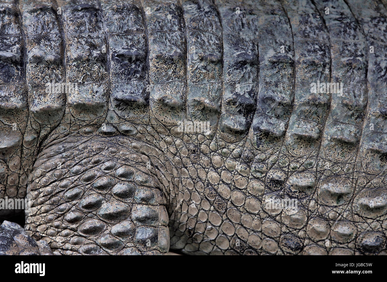 Coccodrillo di acqua salata pelle una vista ravvicinata Foto Stock
