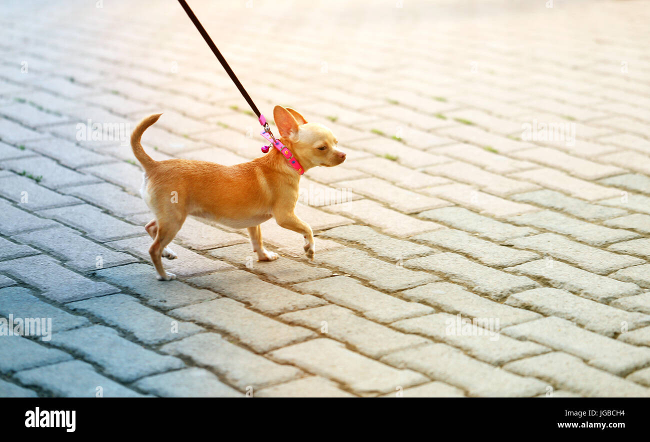 Foto divertente un piccolo cane a camminare lungo la strada Foto Stock