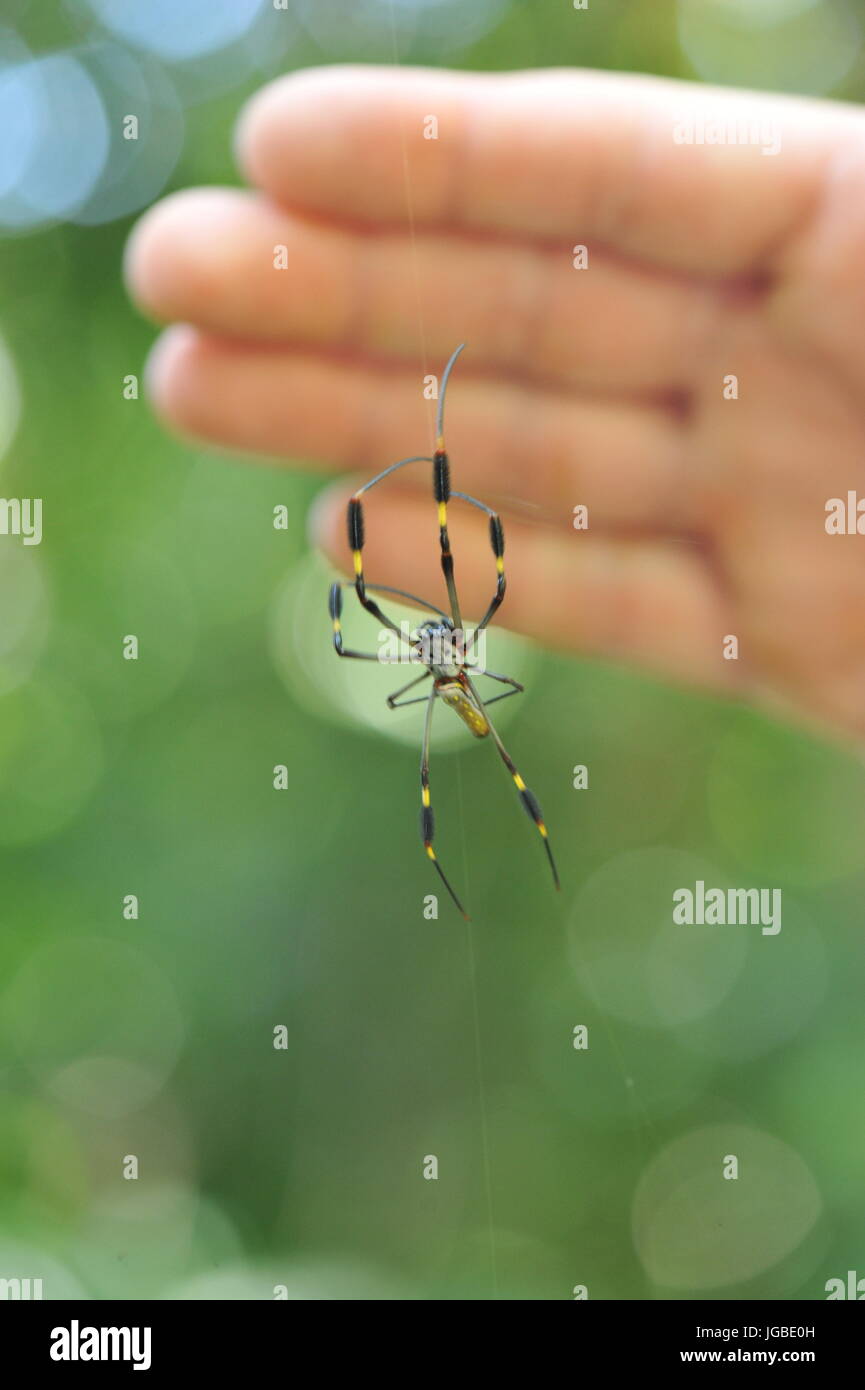 Golden Orb spider con mano dietro per la scala Foto Stock