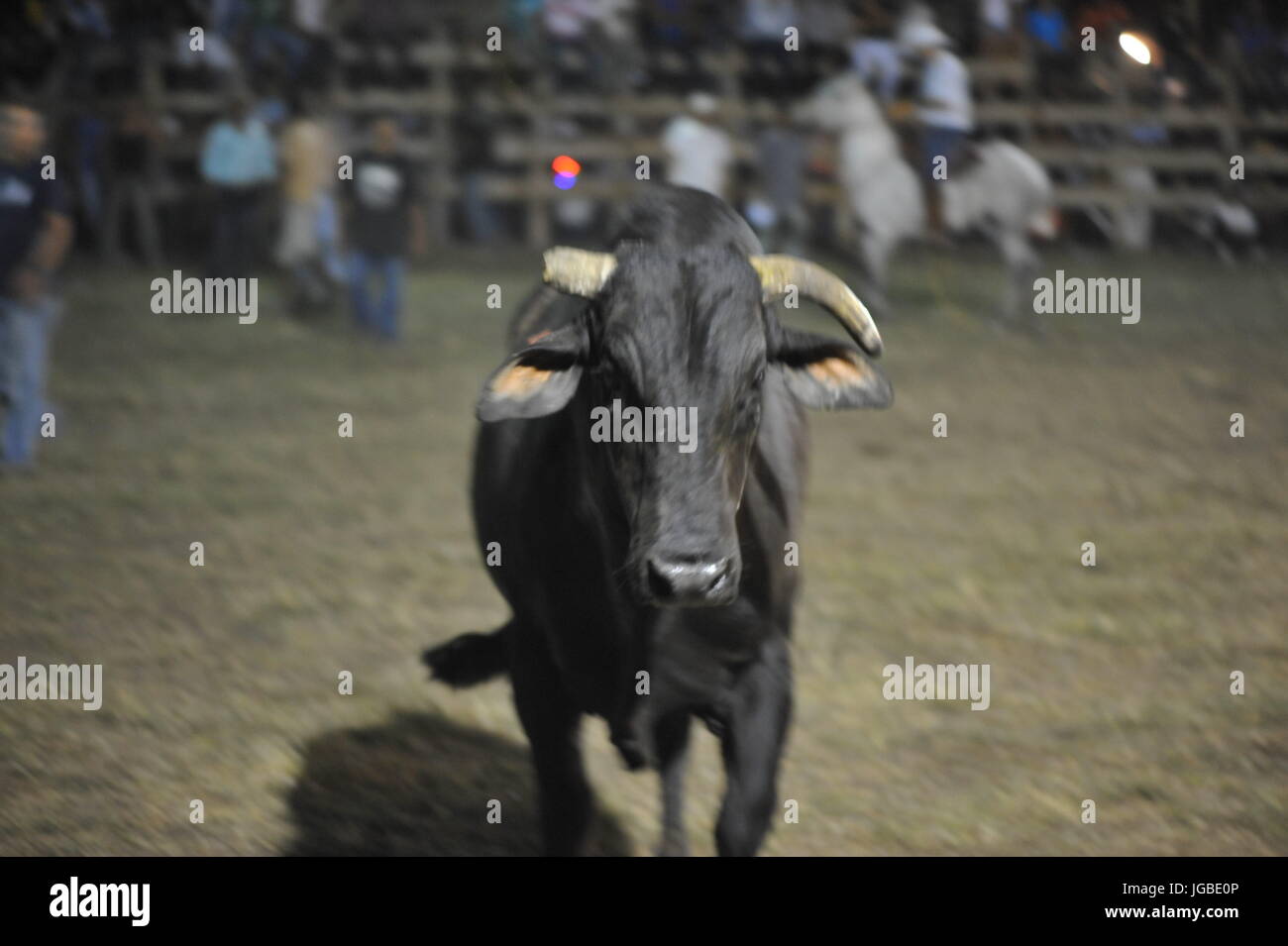 Un toro si ferma e la guarda durante un festival di Bull in Nicoya, Costa Rica Foto Stock