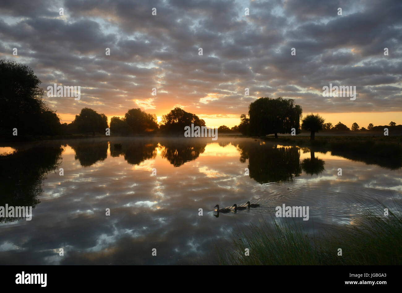 Cervi di sunrise, Bushy Park, London, Regno Unito Foto Stock