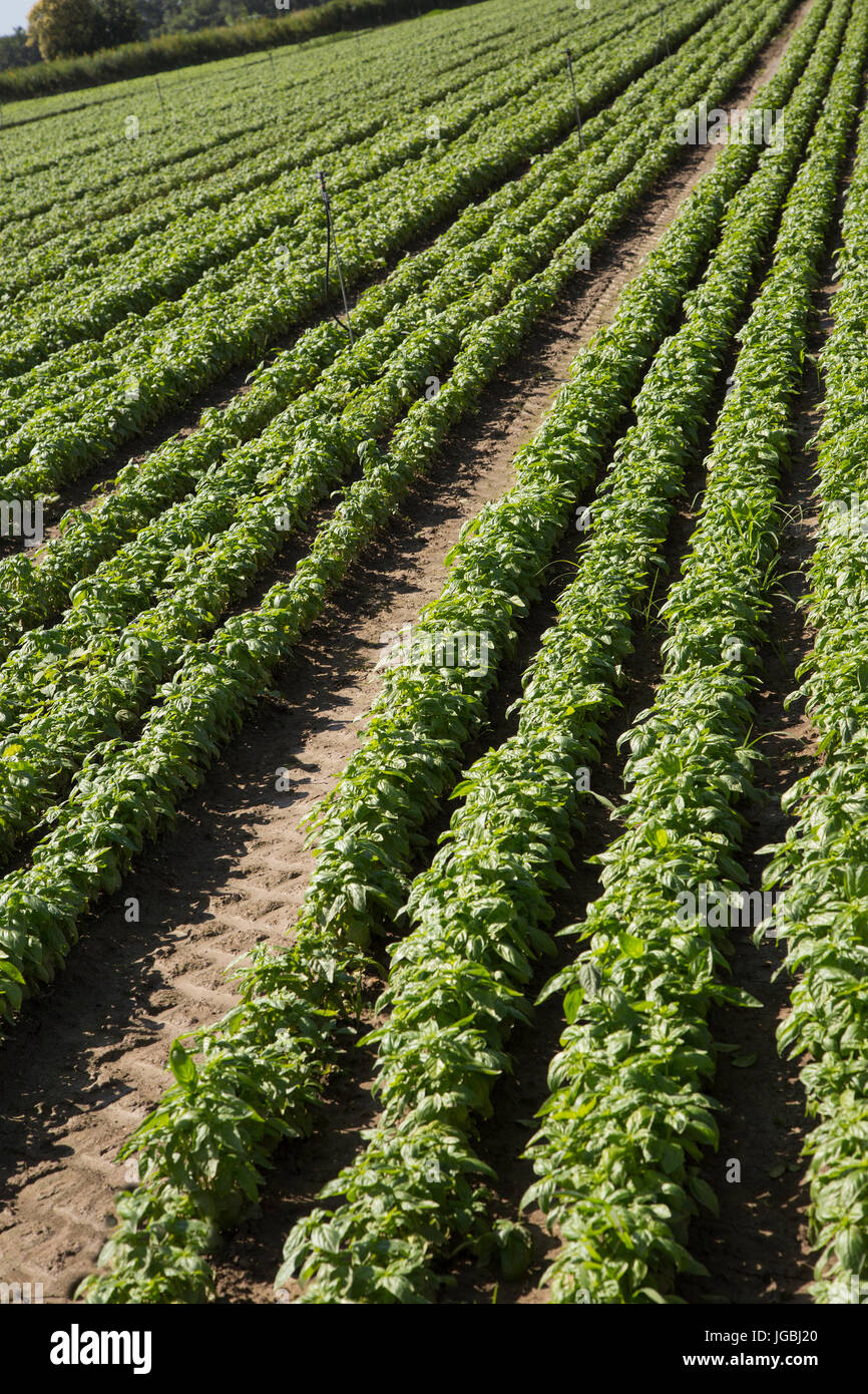Outdoor piantagione di piantine di basilico Foto Stock