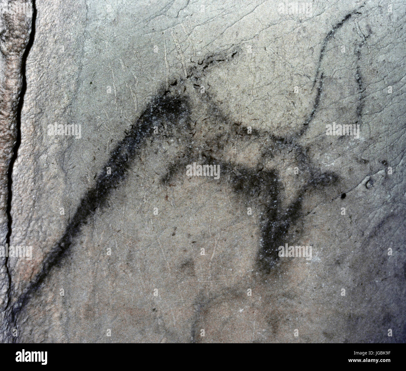 Arte parietale Il paleolitico. Grotta Pileta. Barba di capra. A Benaojan, Malaga, Andalusia, Spagna. Foto Stock