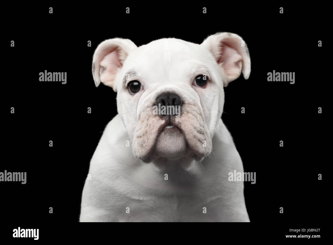 British bulldog cucciolo Foto Stock