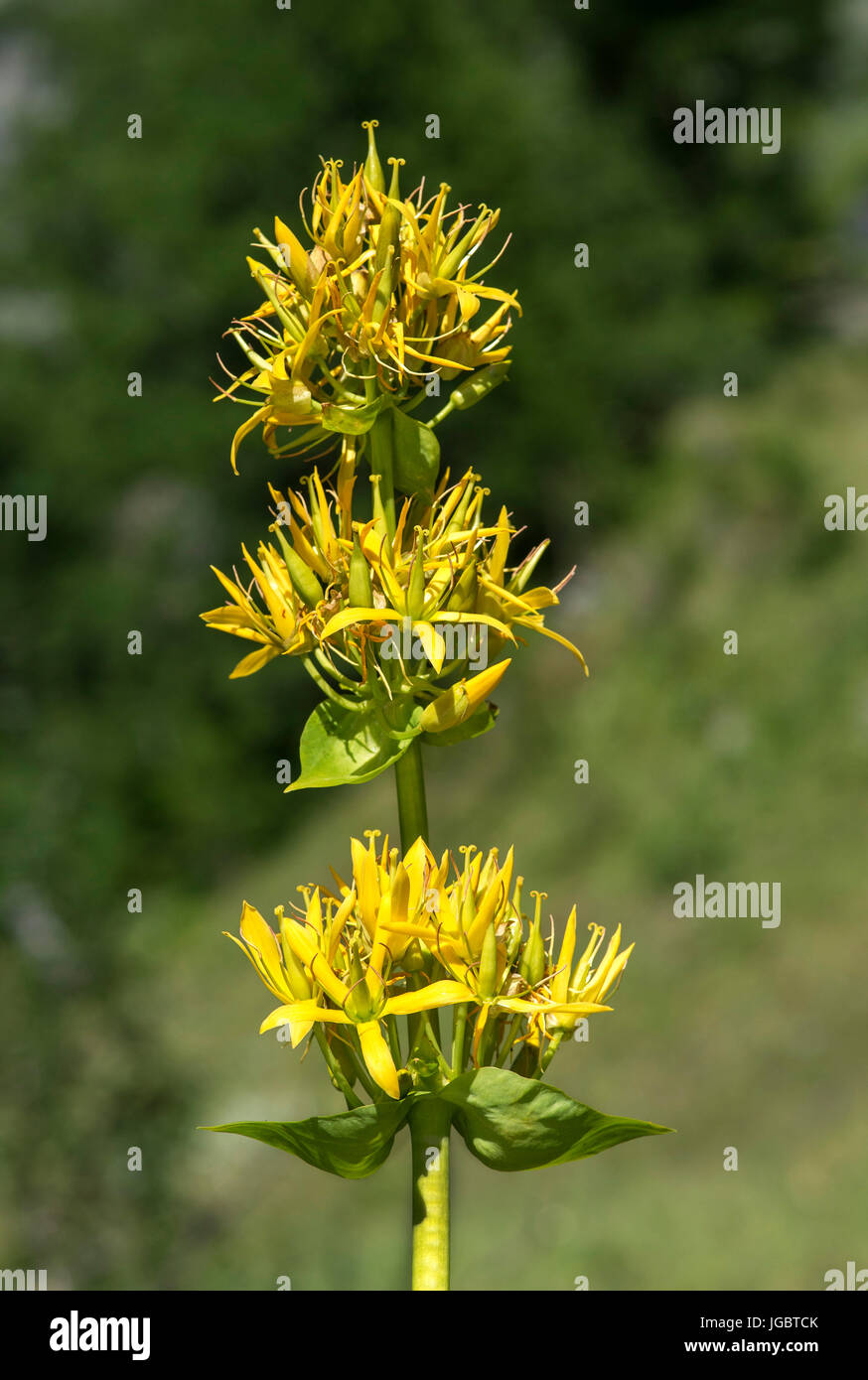 Grande giallo (genziana lutea Gentiana), pianta alpina della famiglia Ghentianaceae, Val de Bagnes, Vallese, Svizzera Foto Stock