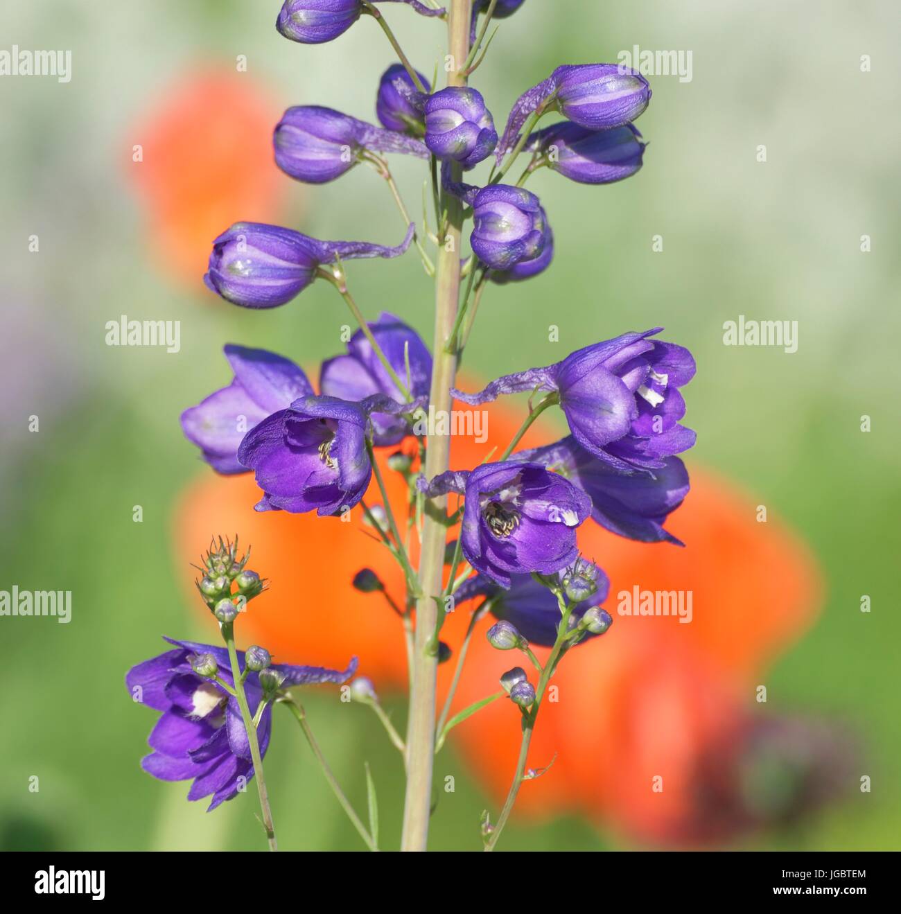 Larkspur (Delphinium sp. L.), fiori viola, aperto e chiuso i fiori, Baviera, Germania Foto Stock