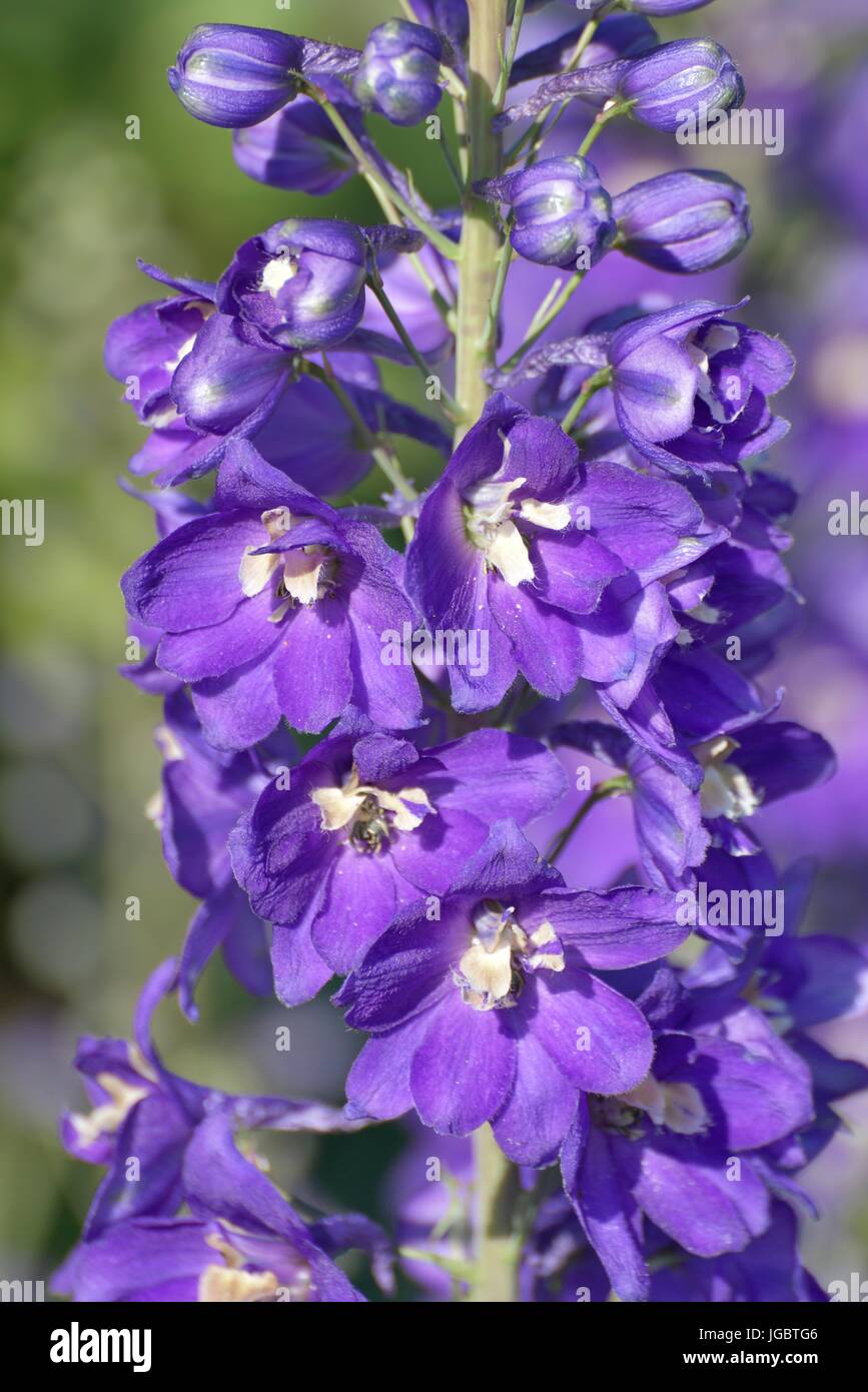 Larkspur (Delphinium sp. L.), fiori viola, close-up, Baviera, Germania Foto Stock