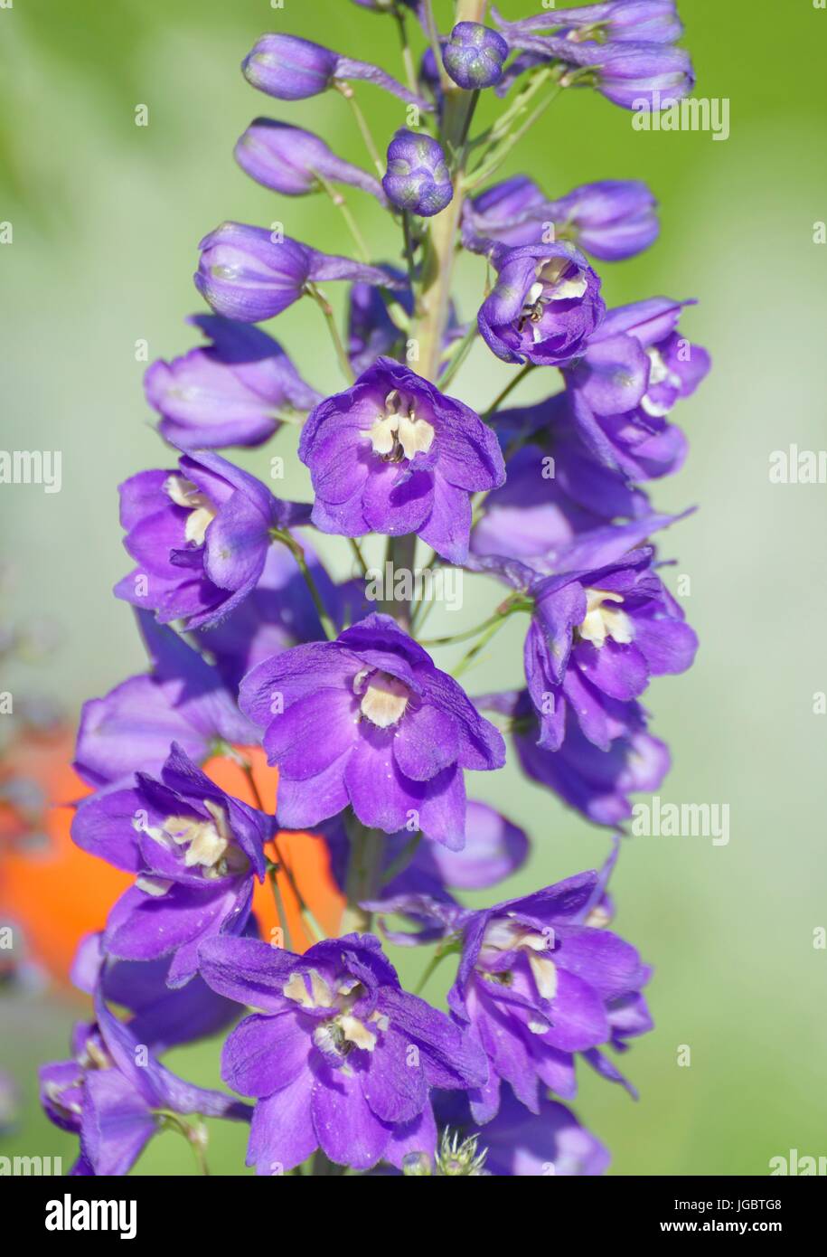 Larkspur (Delphinium sp. L.), viola blossom, Baviera, Germania Foto Stock