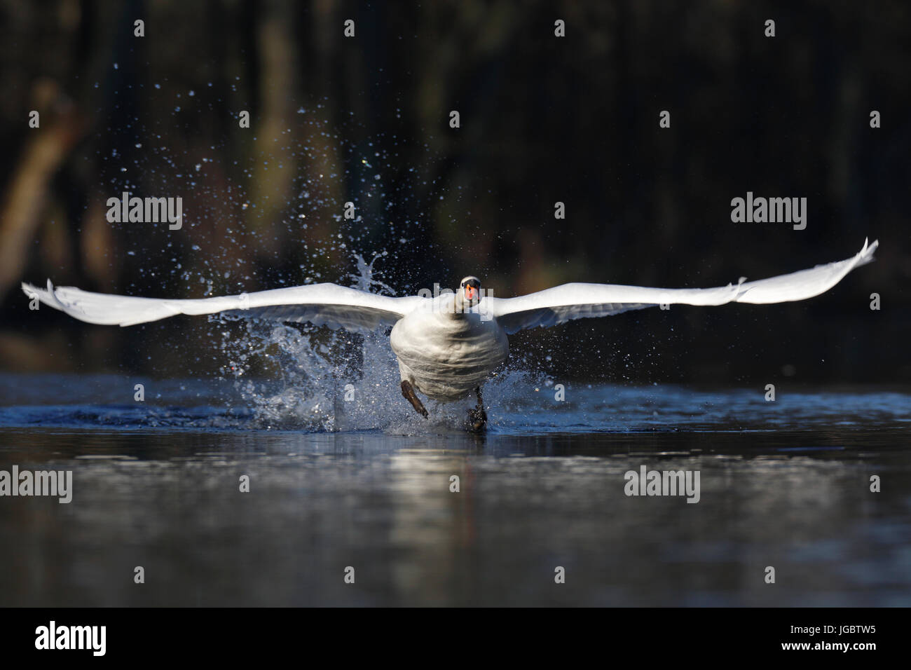 Cigno (Cygnus olor), tenendo fuori dall'acqua, la testa sulla natura, area fiume Peenetal, Meclemburgo-Pomerania, Germania Foto Stock