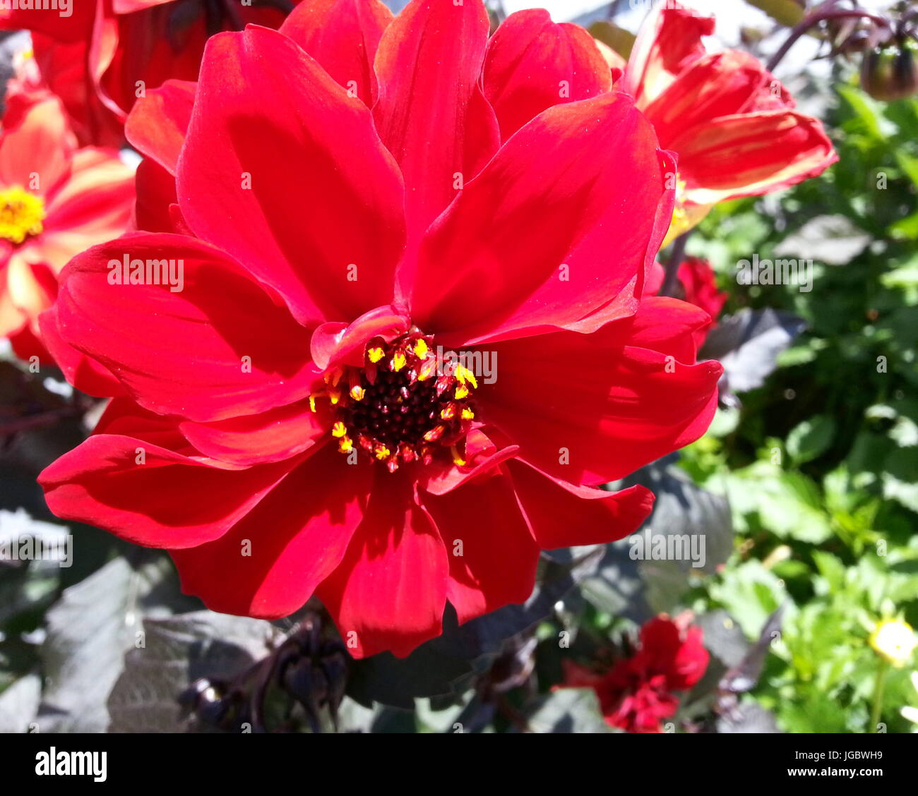 Dahlia Vescovo di Llandaff Foto Stock