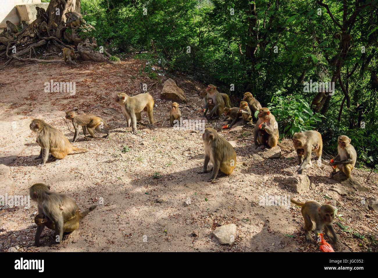 Scimmia a Po Win Taung grotta - Monywa - Sagaing - Regione Nord del Myanmar Foto Stock