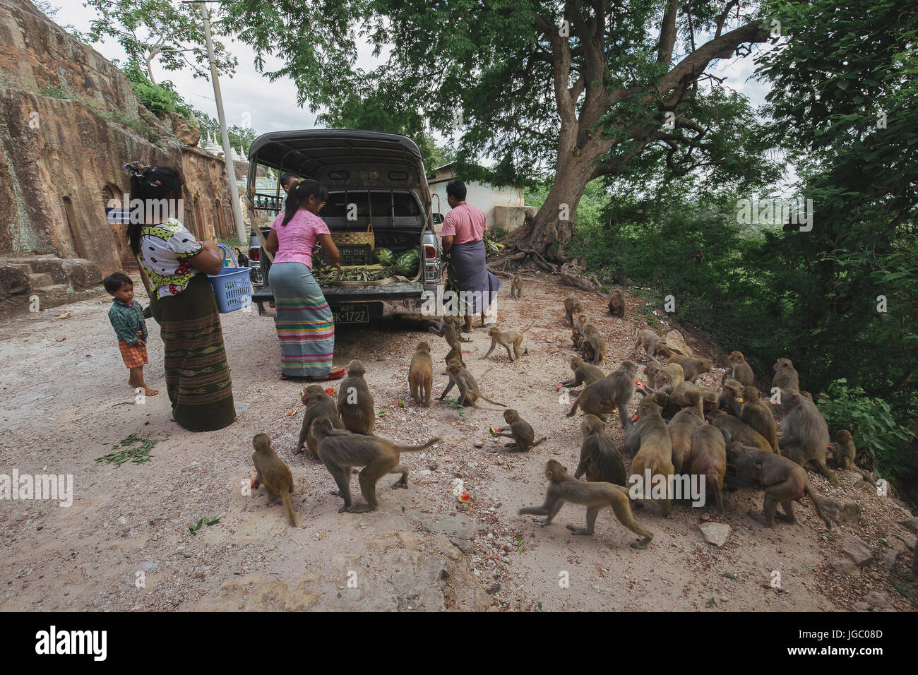 Una famiglia è alimentazione di scimmia in Po Win Taung grotta /Pagoda - Monywa - Sagaing - Regione Nord del Myanmar Foto Stock