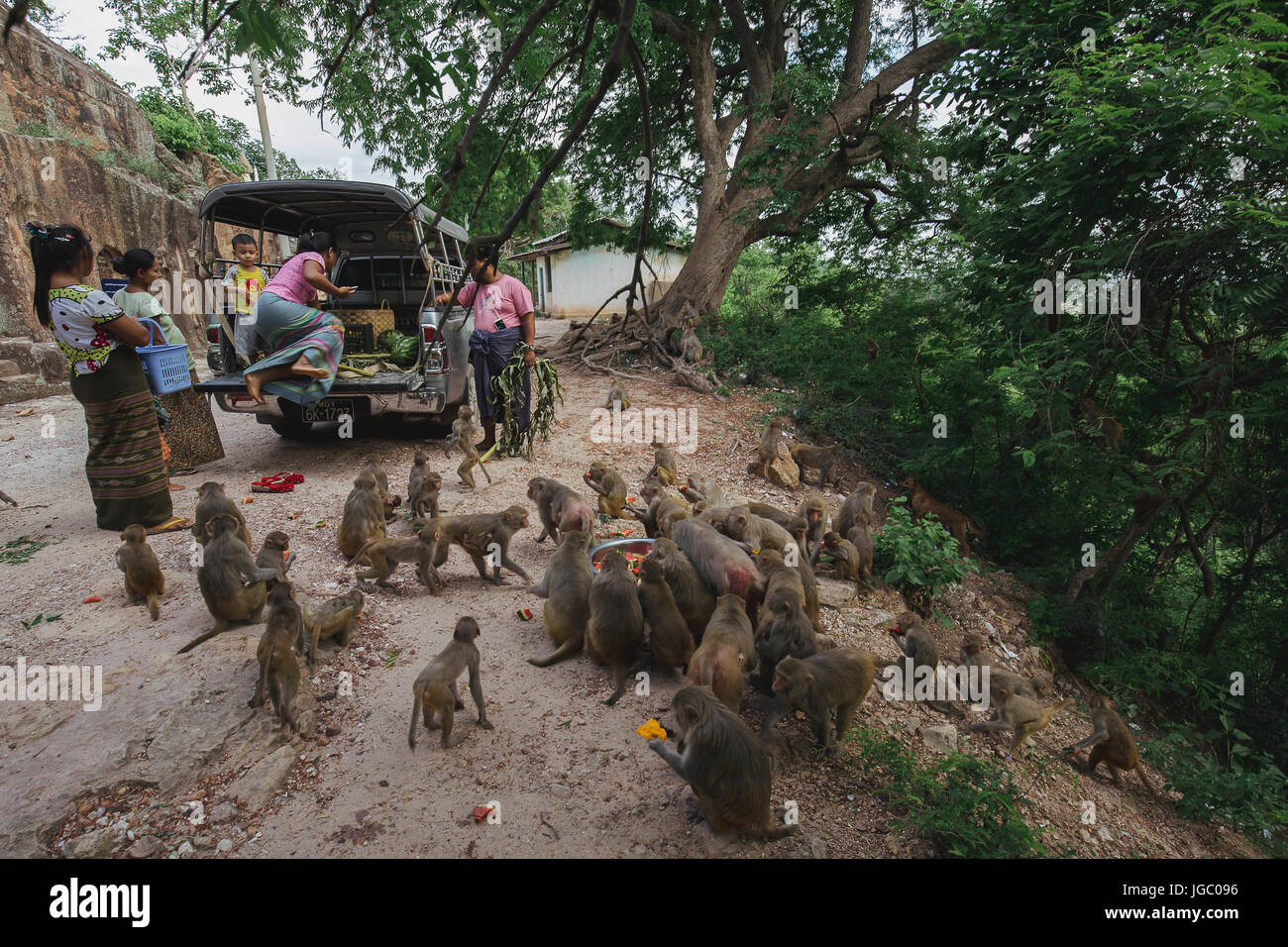 Una famiglia è alimentazione di scimmia in Po Win Taung grotta /Pagoda - Monywa - Sagaing - Regione Nord del Myanmar Foto Stock