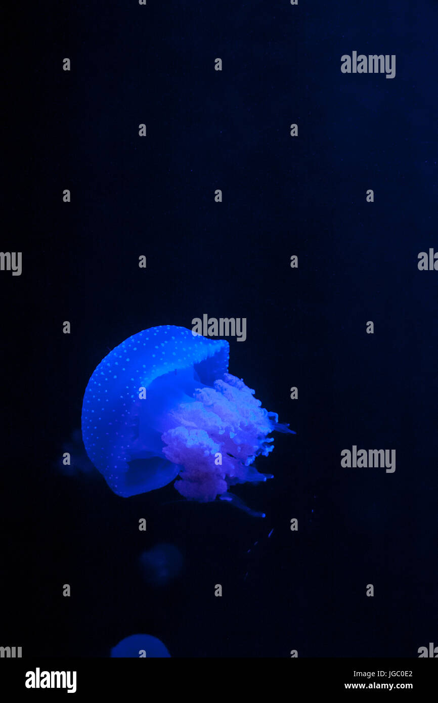 Singola bianco macchiato meduse in acqua blu, Phyllorhiza punctata Foto Stock