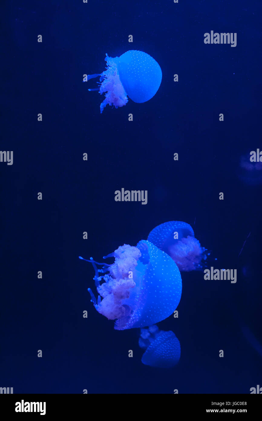 Gruppo di bianco macchiato meduse in acqua blu, Phyllorhiza punctata Foto Stock