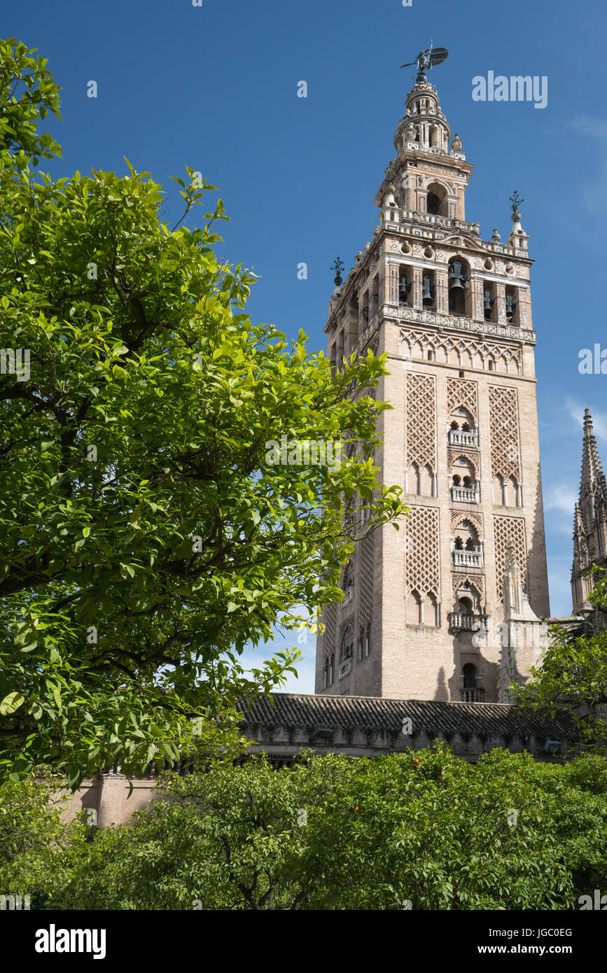 Torre Campanaria della Catedral de Santa María de la Sede, Siviglia, in Andalusia, Spagna. La torre della cattedrale da una strada adiacente con una linea del cavallo dra Foto Stock