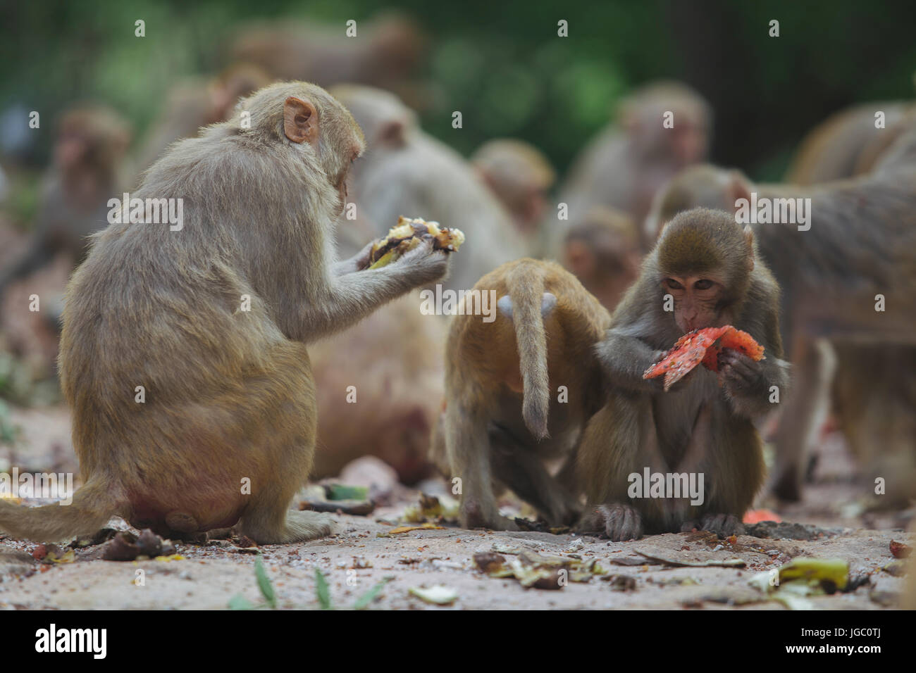 Scimmia a Po Win Taung grotta - Monywa - Sagaing - Regione Nord del Myanmar Foto Stock