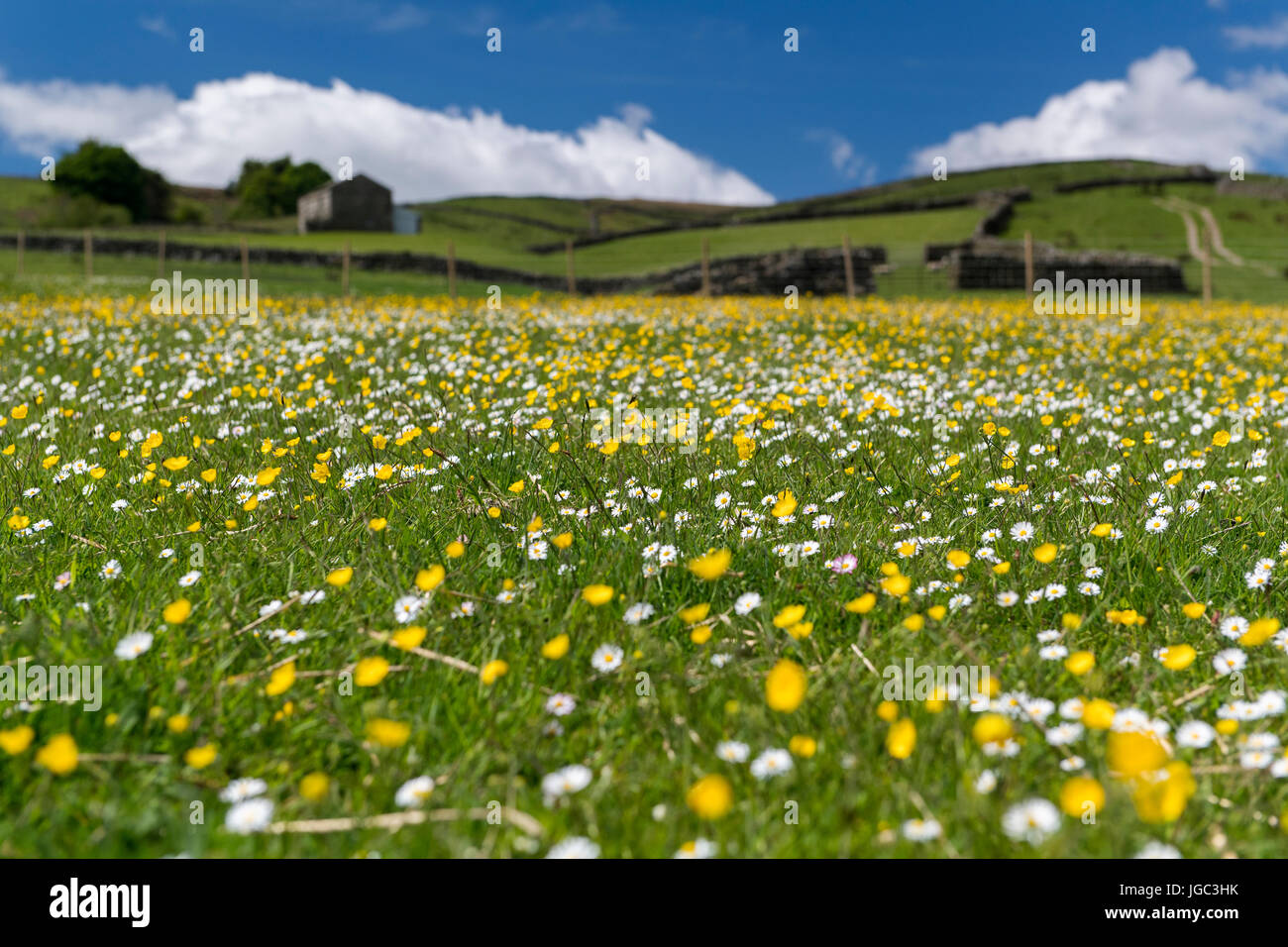 Tradizionale prato di fiori selvaggi cominciando a crescere a inizio estate coperto in renoncules e margherite. Wensleydale, North Yorkshire. Foto Stock