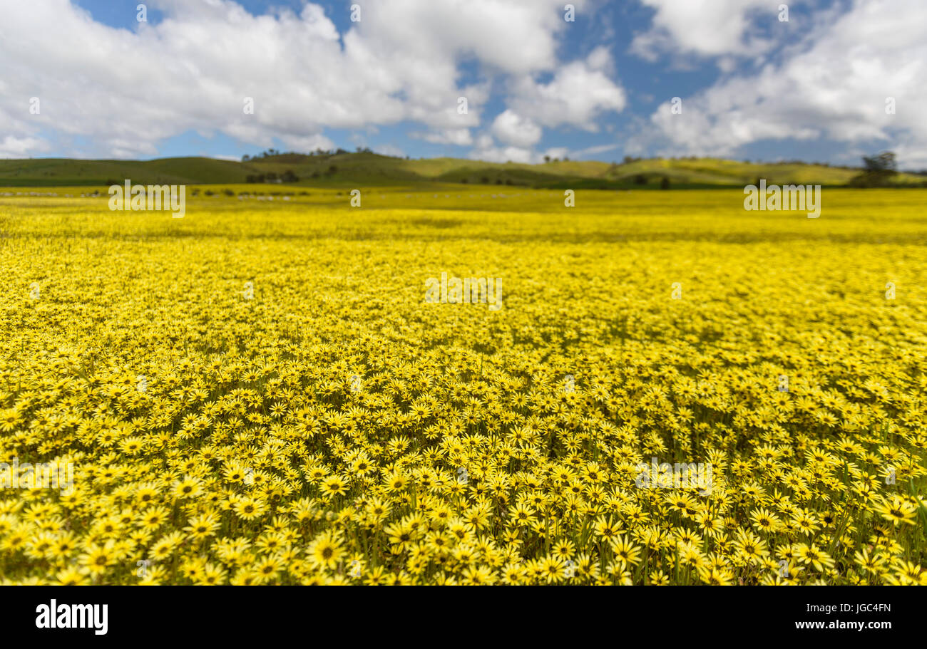 Campi di fiori in Sud Australia Foto Stock
