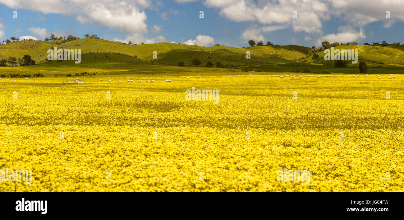Campi di fiori in Sud Australia Foto Stock