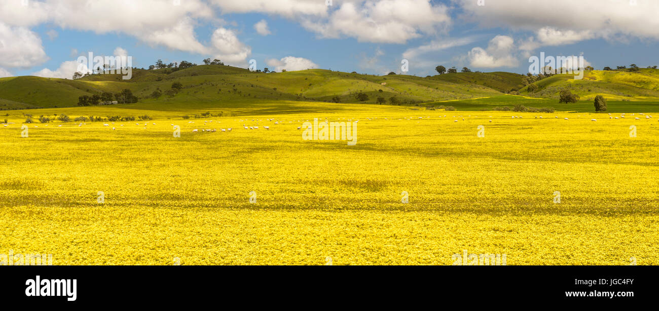 Campi di fiori in Sud Australia Foto Stock