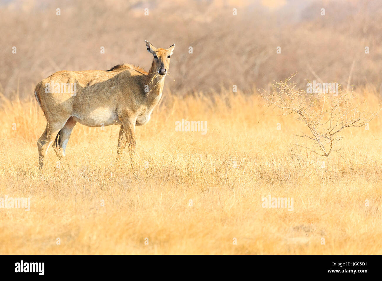 Quattro-cornuto antilope, Ranthambhore Riserva della Tigre, Rajasthan, India Foto Stock