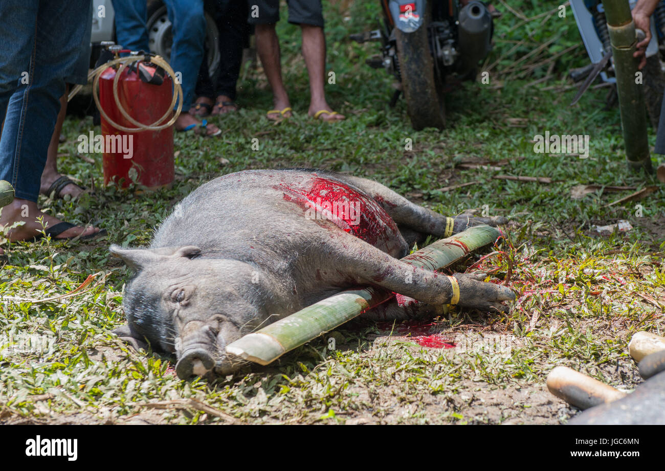 Popolo indonesiano e legato maiali per il sacrificio nel corso di una cerimonia funebre, Tana Toraja, Sulawesi Indonesia Foto Stock