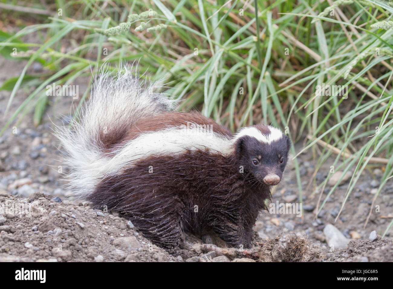 Skunk della Patagonia (Conepatus humboldtii), il parco nazionale Torres del Paine, Patagonia, Cile Foto Stock