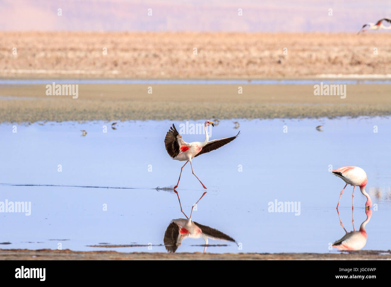 Fenicottero andino, los Flamencos riserva nazionale, il Deserto di Atacama, Cile Foto Stock