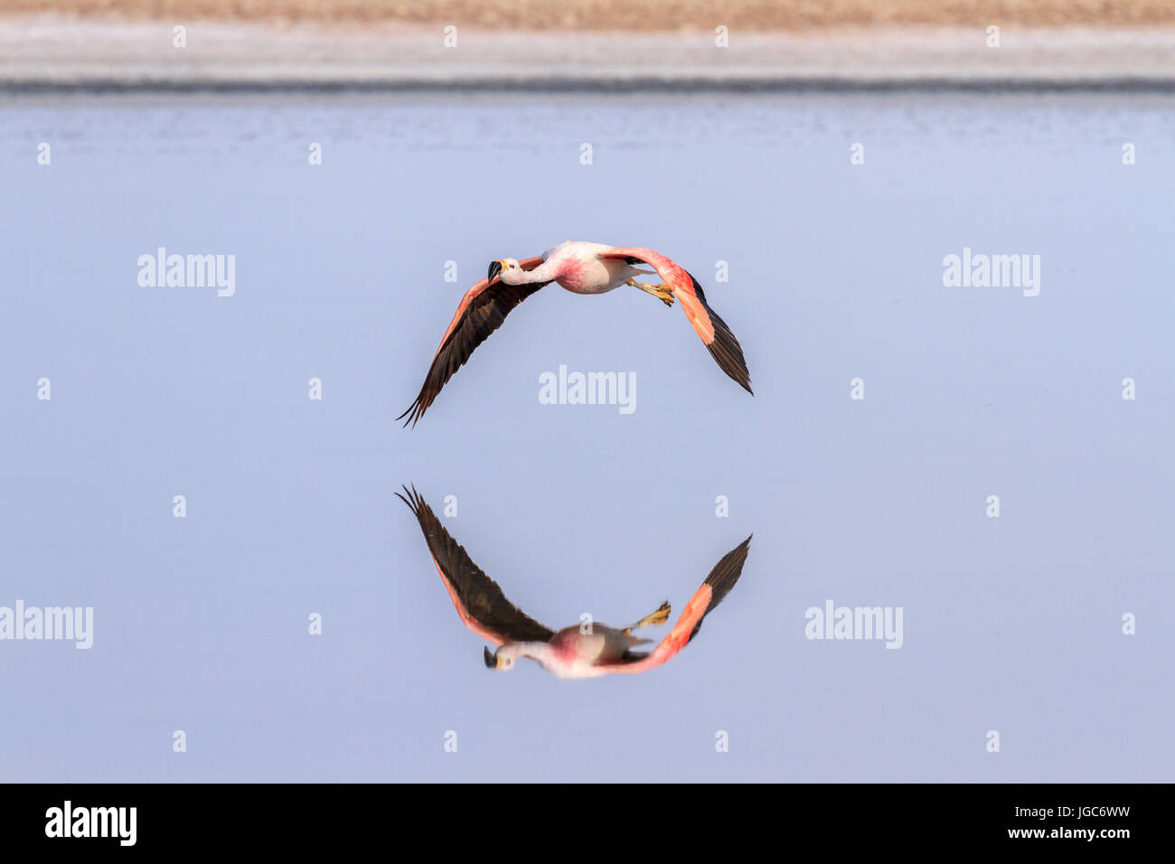 Fenicottero andino, los Flamencos riserva nazionale, il Deserto di Atacama, Cile Foto Stock