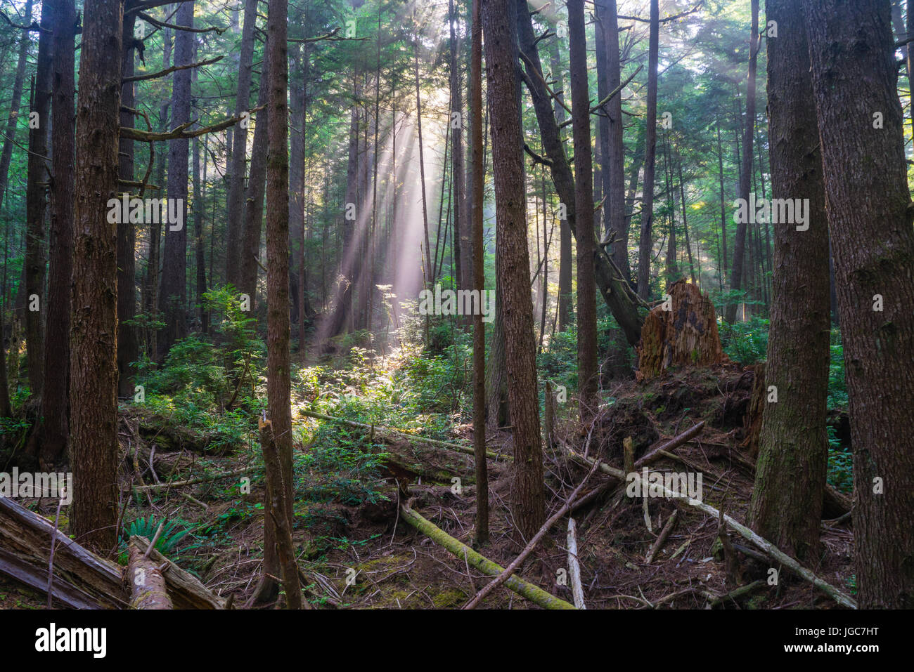 Raggi di sole attraverso la foresta pluviale del Parco Nazionale di Olympic. Foto Stock