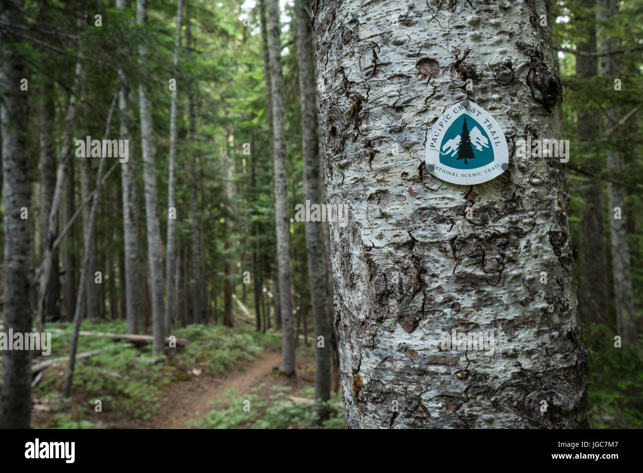 Pacific Crest Trail marcatore nella foresta di Oregon Foto Stock