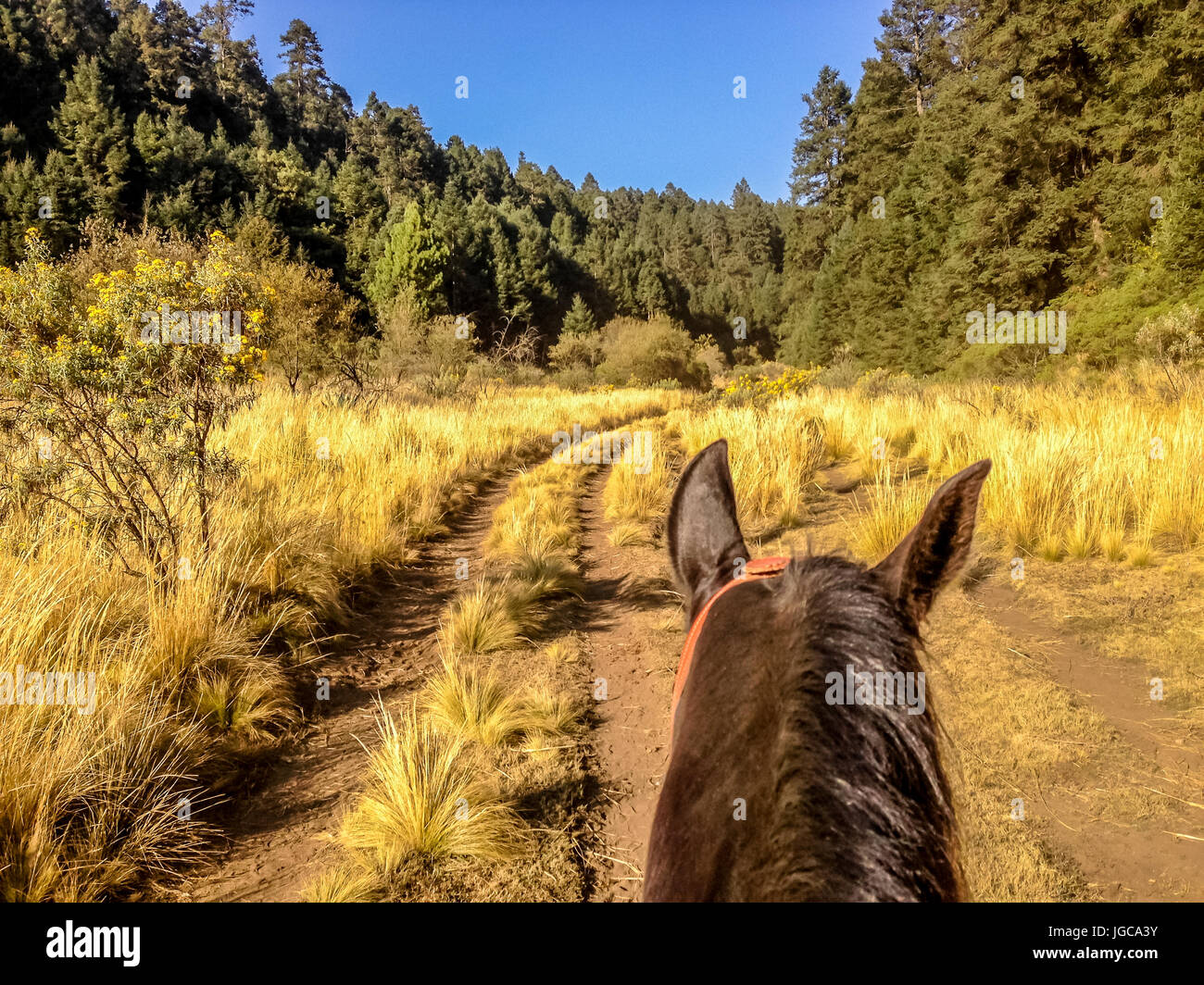 Vista dalla prospettiva in prima persona sopra le orecchie mentre in sella ad un cavallo lungo una fattoria via attraverso prati verso una foresta in una giornata di sole Foto Stock
