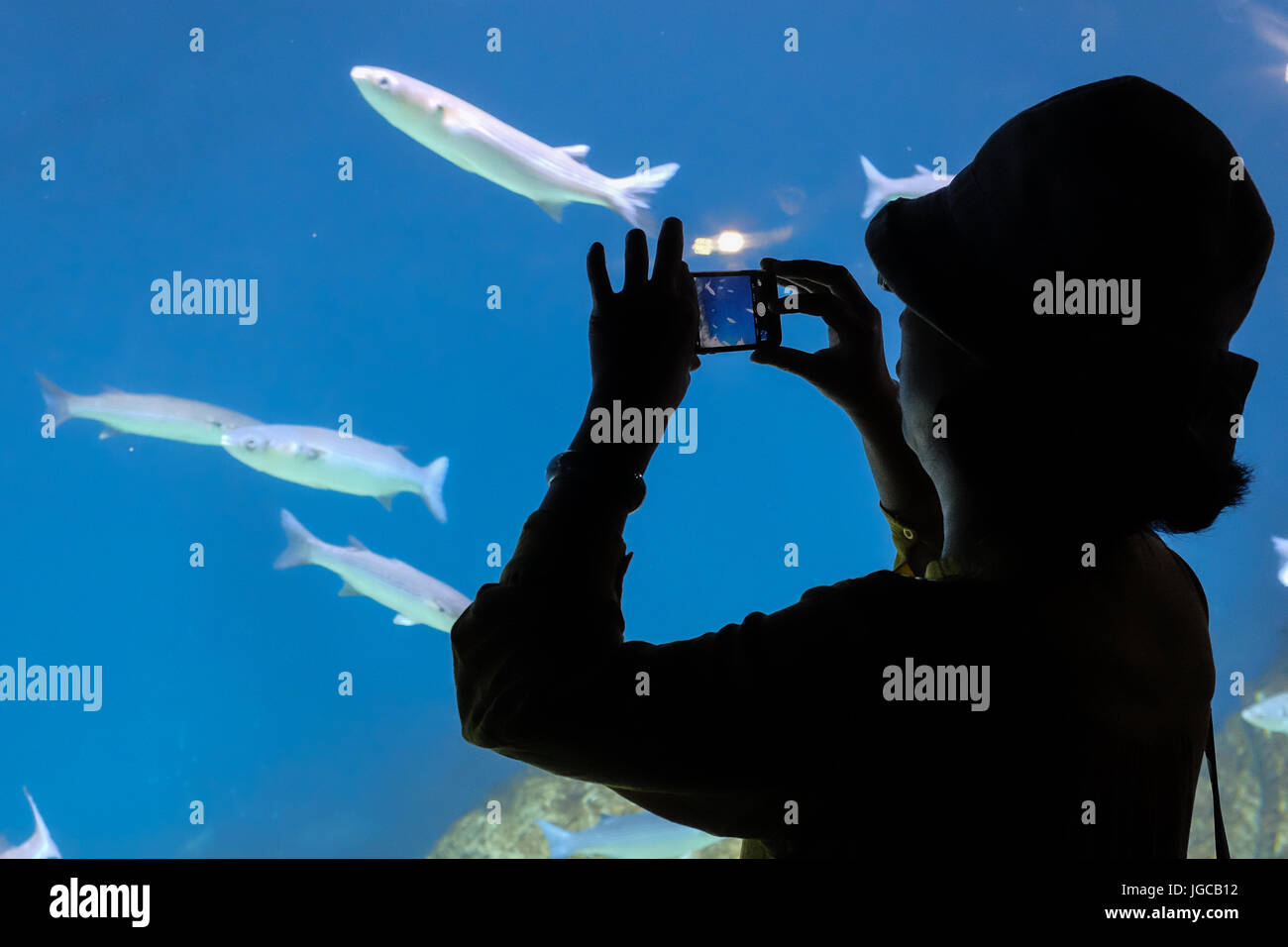 Gerusalemme, Israele. 5 Luglio, 2017. Sono in corso i preparativi per l'apertura pubblica, un paio di settimane in anticipo, della famiglia Gottesman Israele Acquario Gerusalemme. La 100.000.000 ILS, 6.500 metri quadrati aquarium, il primo del suo genere in Medio Oriente, con più di 30 serbatoi di varie dimensioni di vetrine Israele i diversi ambienti marini e si prevede che possa diventare una grande attrazione turistica in Gerusalemme. Credito: Nir Alon/Alamy Live News Foto Stock