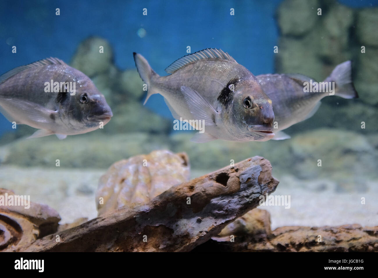 Gerusalemme, Israele. 5 Luglio, 2017. Sono in corso i preparativi per l'apertura pubblica, un paio di settimane in anticipo, della famiglia Gottesman Israele Acquario Gerusalemme. La 100.000.000 ILS, 6.500 metri quadrati aquarium, il primo del suo genere in Medio Oriente, con più di 30 serbatoi di varie dimensioni di vetrine Israele i diversi ambienti marini e si prevede che possa diventare una grande attrazione turistica in Gerusalemme. Credito: Nir Alon/Alamy Live News Foto Stock