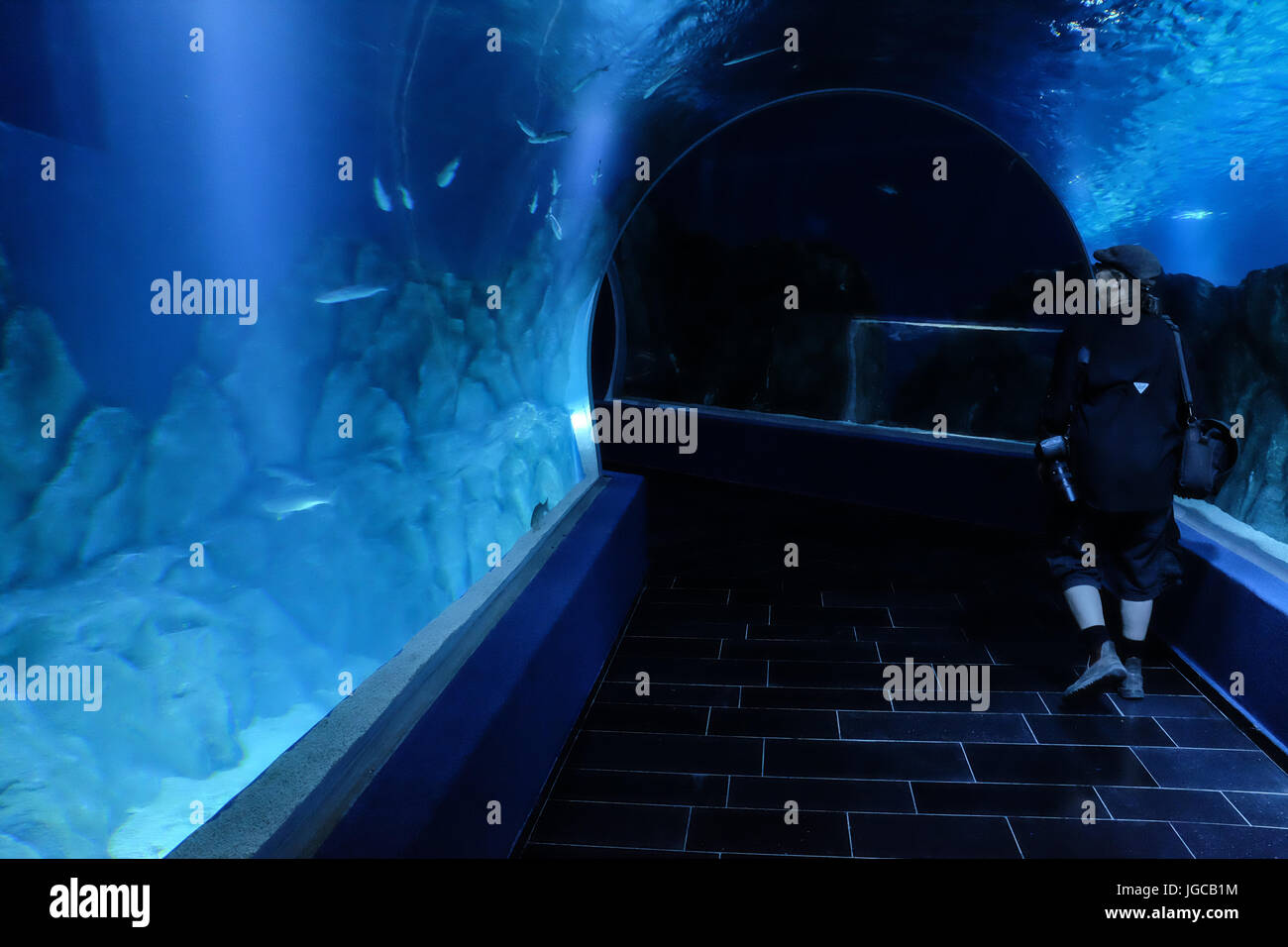 Gerusalemme, Israele. 5 Luglio, 2017. Sono in corso i preparativi per l'apertura pubblica, un paio di settimane in anticipo, della famiglia Gottesman Israele Acquario Gerusalemme. La 100.000.000 ILS, 6.500 metri quadrati aquarium, il primo del suo genere in Medio Oriente, con più di 30 serbatoi di varie dimensioni di vetrine Israele i diversi ambienti marini e si prevede che possa diventare una grande attrazione turistica in Gerusalemme. Credito: Nir Alon/Alamy Live News Foto Stock