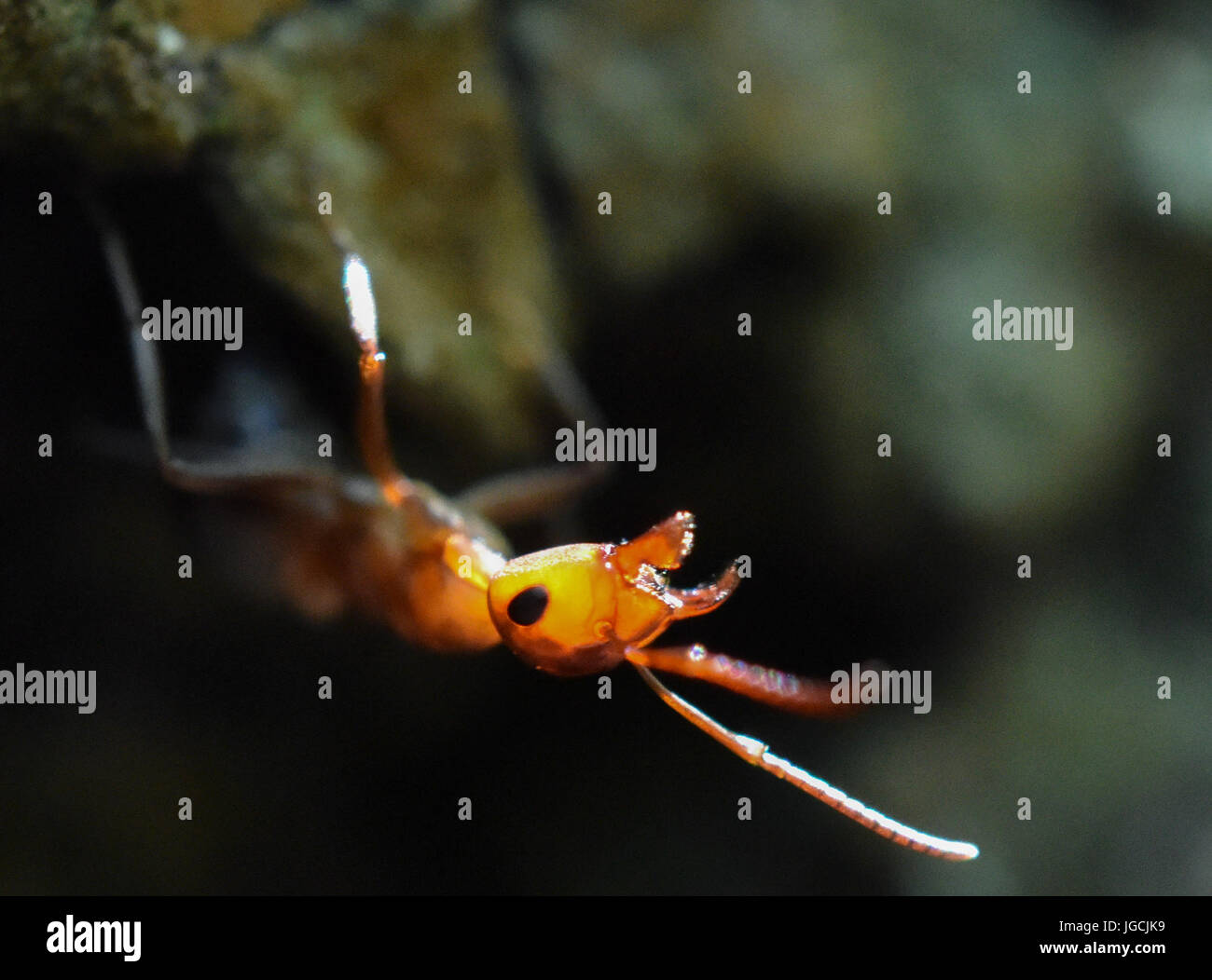 Birkenwerder, Germania. 04 Luglio, 2017. Una Formica polyctena (specie di unione di legno rosso ant), fotografato in un bosco vicino a Birkenwerder, Germania, 04 luglio 2017. Il biologo certificata e amministratore delegato della società Nagola ri GmbH, Christina Graetz, consente il riposizionamento delle formiche. Foto: Patrick Pleul/dpa-Zentralbild/dpa/Alamy Live News Foto Stock