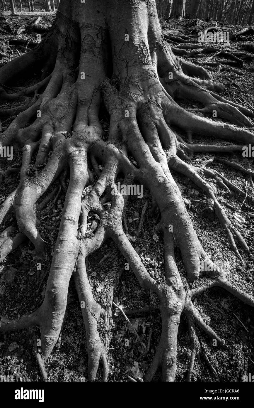 Immagine in bianco e nero di creepy, spooky radici di albero. Un vecchio faggio con radici esposte alla base del tronco. Foto Stock
