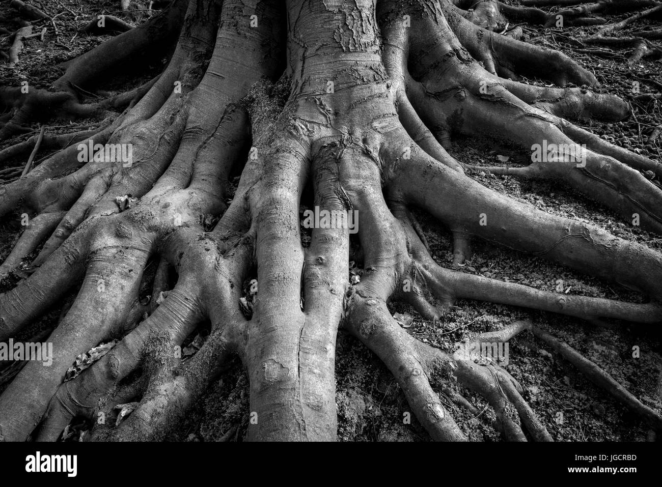 Immagine in bianco e nero di creepy, spooky radici di albero. Un vecchio faggio con radici esposte alla base del tronco. Foto Stock