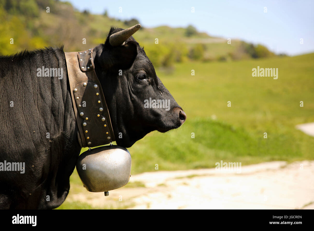 Ritratto di una mucca che indossa una campana, Svizzera Foto Stock