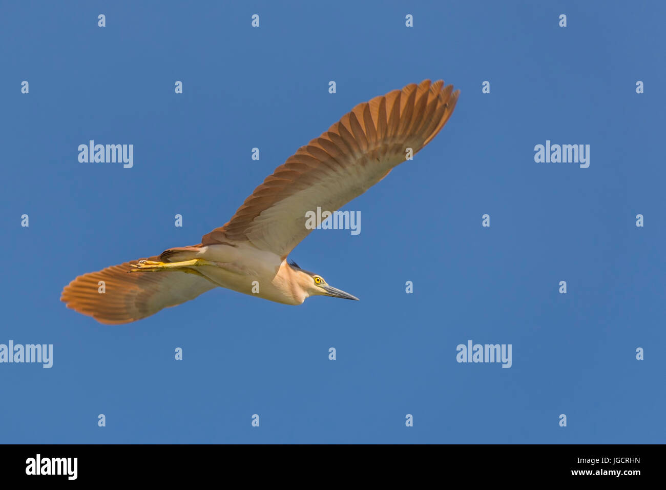 Nankeen nitticora in volo, Australia Foto Stock