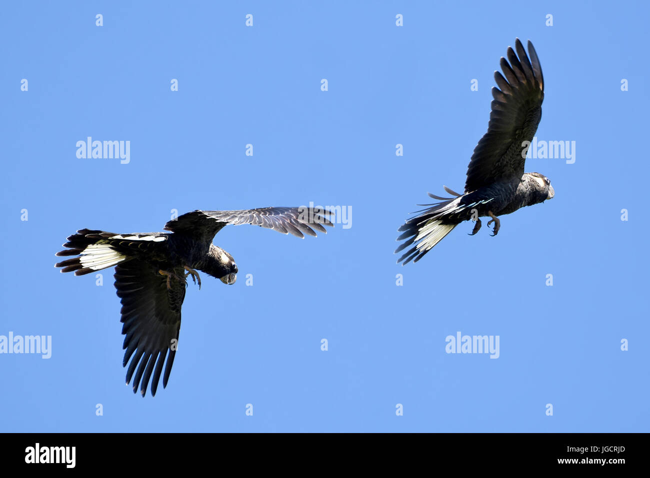 Due Carnaby's Cacatua in volo, Perth, Australia occidentale, Australia Foto Stock