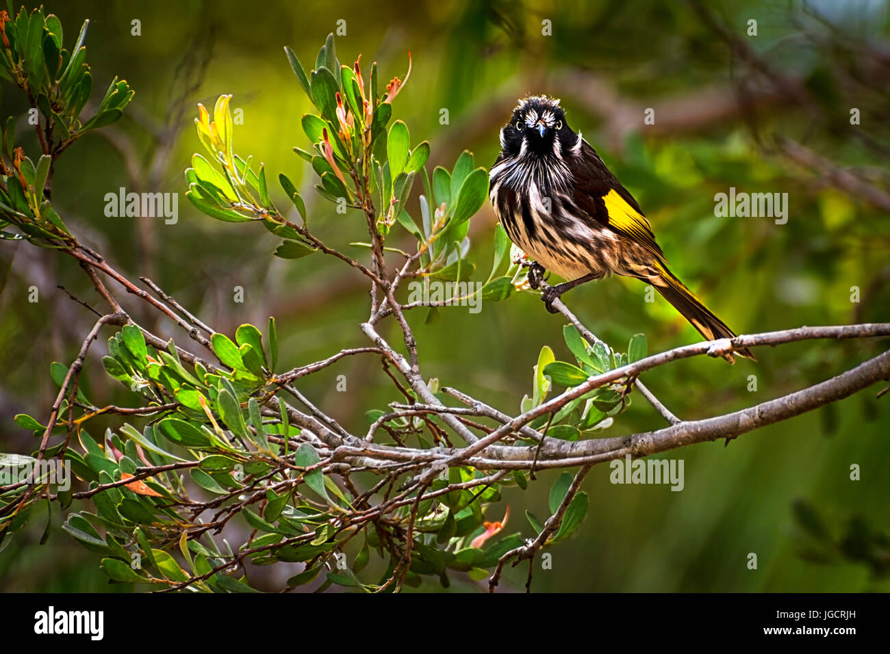 Uccello del Honeyeater dell'Olanda (Phylidonyris novaenetherlandsiae), Australia Foto Stock