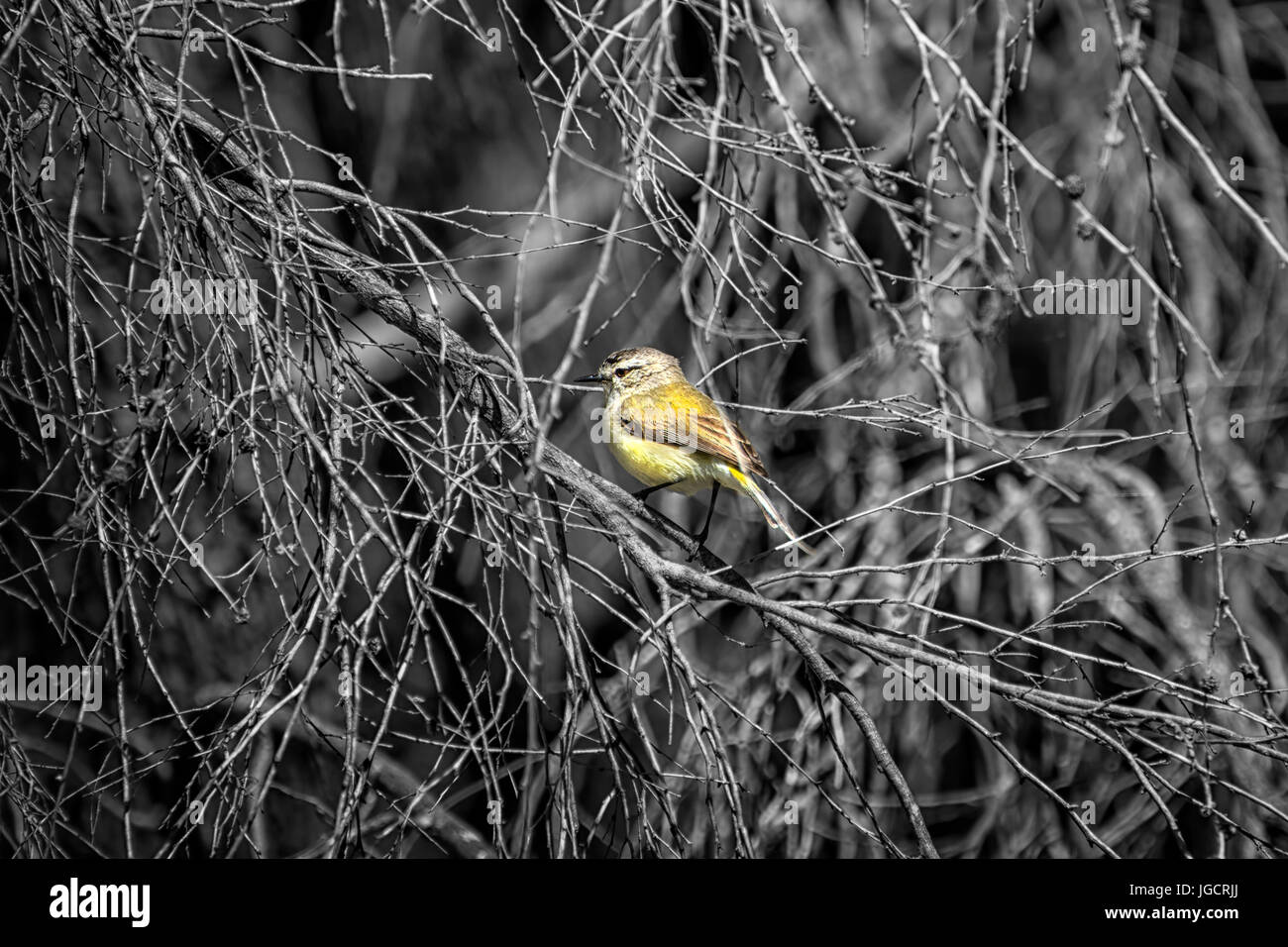 Uccello Giallo appollaiato in un albero, Australia Foto Stock