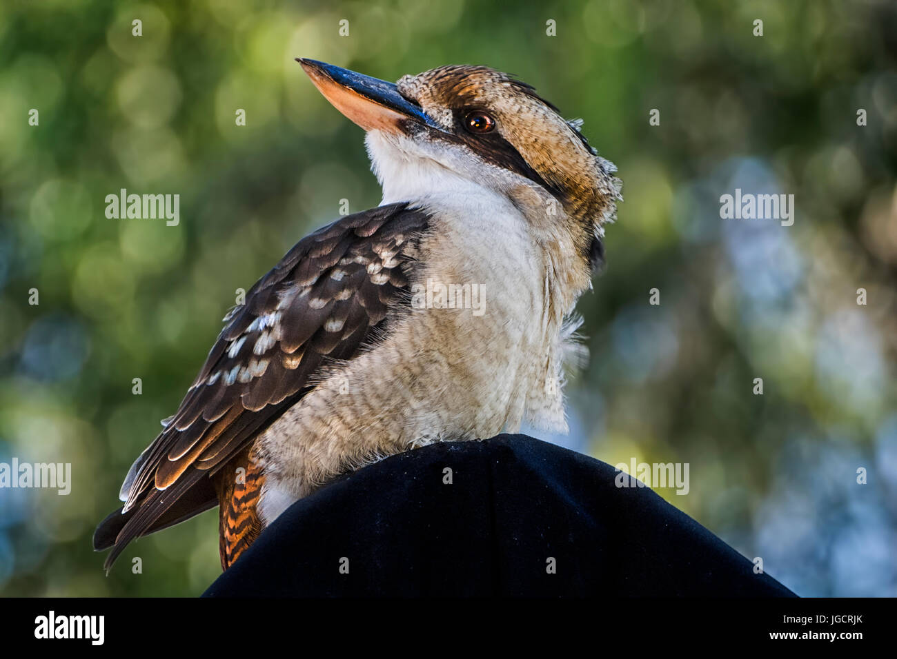 Close-up di un uccello Kookaburra, Australia Foto Stock