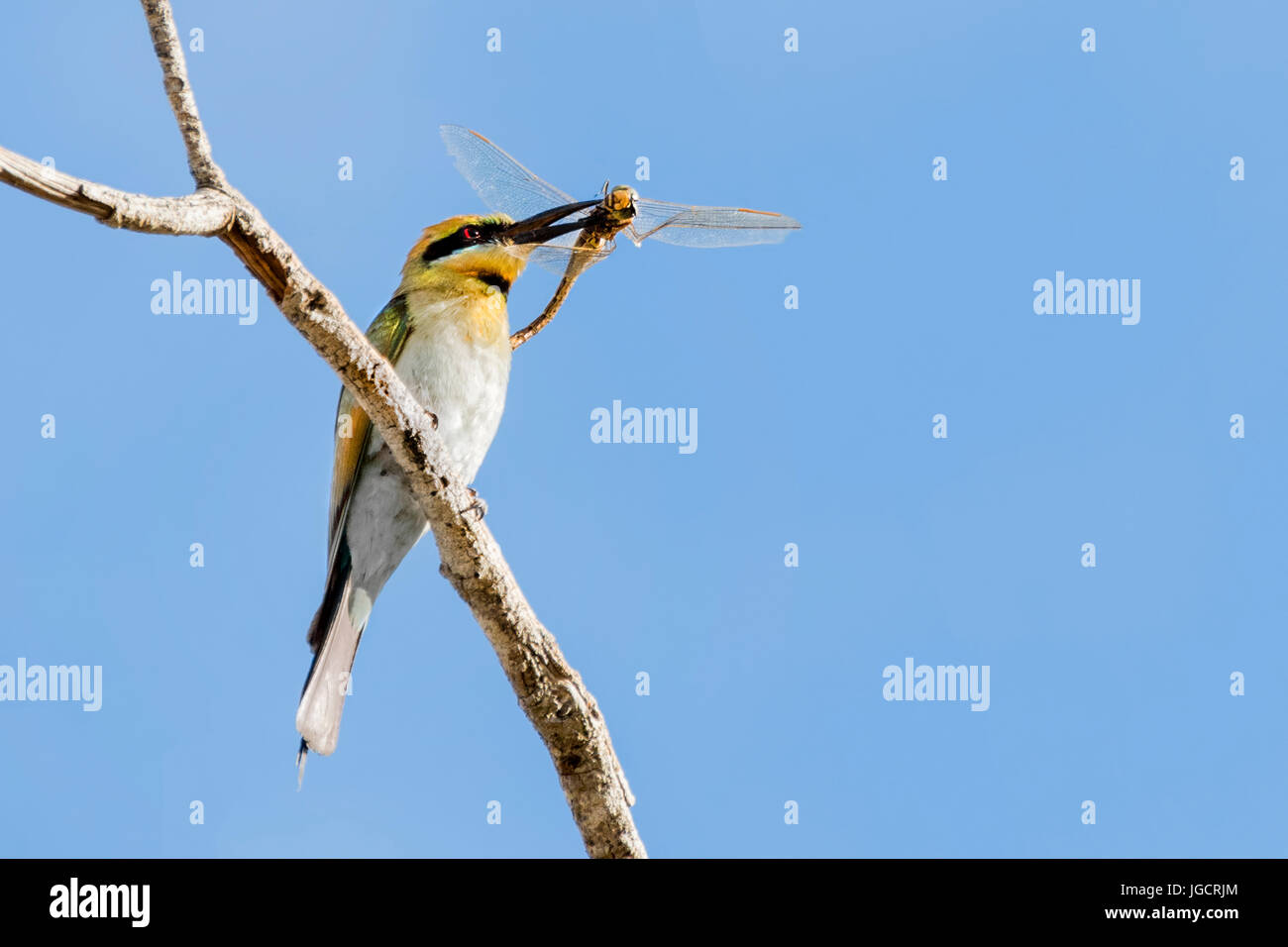 Bee eater bird con un insetto nel becco, Australia Foto Stock