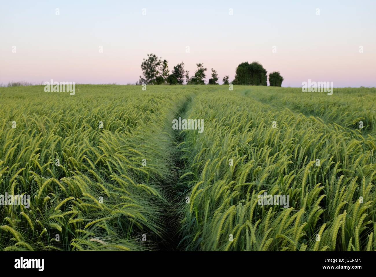Verdi campi di orzo, Niort, Francia Foto Stock
